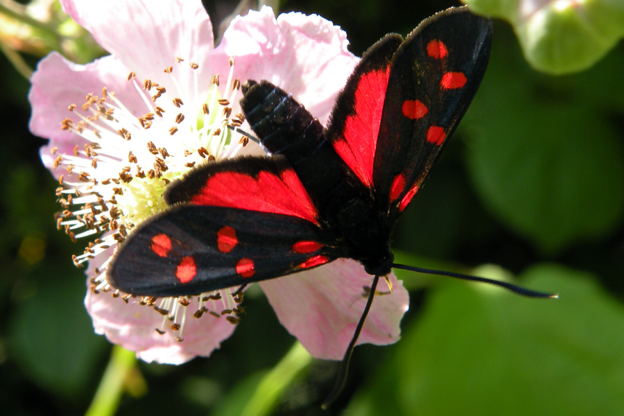 Zygaenidae